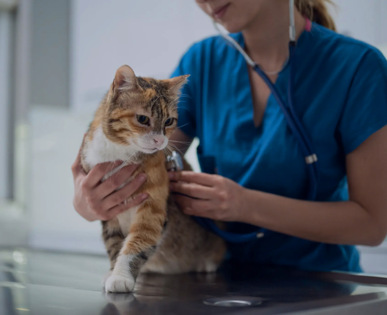 Nesto is an expert network for pets. Around Partners supports for business expansion.